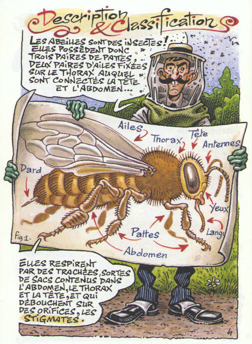 Une planche extraite de PETITE BEDETHEQUE DES SAVOIRS (LA) #20 - Les abeilles